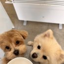 견묘양처 이미지