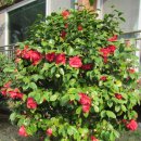 대포연대 이미지