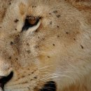 세렝게티 이미지