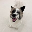 럭키유치원 | 안양 애견유치원 고민하다가 선택한 곳… 럭키도기 🐶