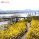 4월 11일(수) (14시 00분) - [제6회 수요저녁걷기] 응봉산 개나리~대현산공원~매봉산 조망대~남산 벚꽃길~서울역 이미지