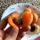백번농장 네이버블로그