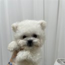 청주 강아지 분양 리몽드 퍼피 켄넬 | 청주 강아지 분양 리몽드 퍼피 켄넬 입양 전 고려할 건강 확인법과 초보 보호자를 위한 평생 반려 생활...