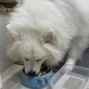 흰둥이 밥그릇 찐 울집 강아지 밥그릇이라 이미지