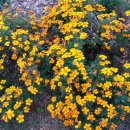 메리골드 이미지