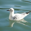 부산갈매기 - 붉은부리갈매기(Black-headed Gull) 이미지