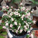 일영랜드 이미지