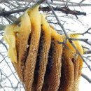 황금물결 이미지