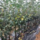 초입농장 이미지