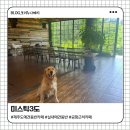 미스틱3도베이커리 | 제주도 실내 애견동반카페 [미스틱3도] 대형견도 가능한 공항근처 반려견동반카페