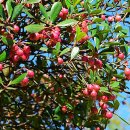 후피향나무(열매)/ 차나무과 이미지
