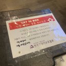동네고양이 이미지
