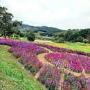 전북 핑크뮬리 남원 신생마을 다녀왔어요(10월 6일 방문)