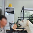 양촌애견 이미지