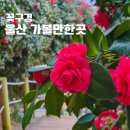 지에스(GS)25 울산 선암점 | 울산 4월 꽃구경 가볼만한곳 2곳