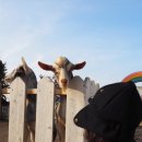 워니 농장 이미지