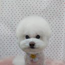 펫피파니 이미지