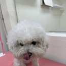 뽀몽뽀몽 이미지