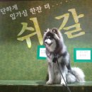 쉬갈