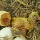 창일농장 이미지