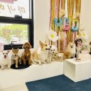 마이하우스퍼피 애견호텔 유치원 이미지