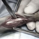 속초삼성동물병원 이미지