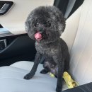 그루밍 하니 | 당진 강아지 미용 하이그루밍 푸들 애견미용