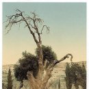 소통하는 나무 이미지