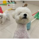 일산애견호텔 강아지 유치원 미용 맘바이 일산점 이미지