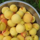 금비농장 이미지