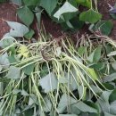 남궁농원 이미지