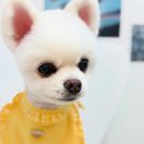피카소 동물병원 미용 이미지