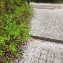 동대입구역(3호선) | 벚꽃엔딩 남산산책로 걷기, 석호정 활쏘기, 장충단공원, 수표교 벚꽃이불, BTS버스~
