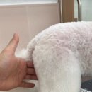 그루밍젤리 이미지