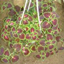 코리농장 이미지