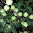 재한농장 이미지