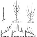 사과나무 가지치기 방법 이미지