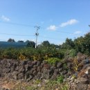 상효동-2 이미지