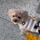 상상동물병원 | 강아지 샴푸로 인해 각막 손상, 완치된 썰 | 탕정 늘곁에 동물병원 내돈내산 후기