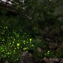 다슬기 반딧불이 이미지