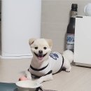 [마산 애견카페, 견식도락마산점] 강아지 수제간식 카페 방문