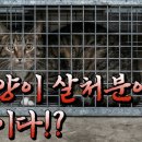 '길고양이 다 없애자' 주장에…수의사들 데이터로 맞섰다 이미지