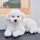 뽀송뽀송 애견미용 | 평촌애견미용 몽라인 후기, 미용하고도 아이가 활발한 이유