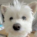 꽃그늘 이미지