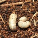 구덕고등학교 이미지