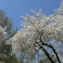 으뜸50안경 경대북문점 | 25년 4월 1주(벚꽃, 오스테리아 오르조, 커피스니퍼, 서울봄꽃레이스)