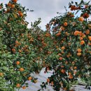 하나로농장-2 이미지