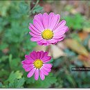 맑고 향기롭게 이미지