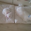 냥냥이네 이미지