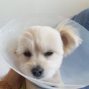 이윤세 동물병원 이미지